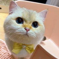 Jeffrey Eva (@mikey12345) 's Twitter Profile