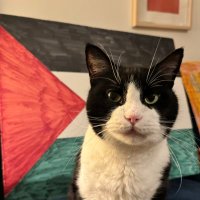 chairman meow (@tanukitangerine) 's Twitter Profile Photo chairman meow (@tanukitangerine) 's Twitter Profile Photo