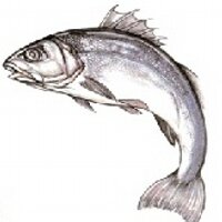 HowardsFishmongers (@howardsfish) 's Twitter Profile