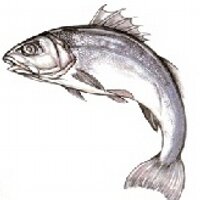 HowardsFishmongers(@HowardsFish) 's Twitter Profileg