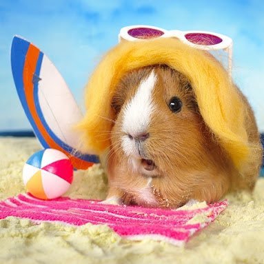 Guinea Pig Extraordinaire. not always right, but NEVER wrong. Expert sock sorter.