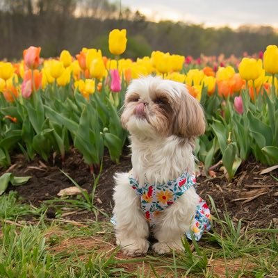 cltdogmom's profile picture. Childless dog lady. Mom to @adamsfamilytzus; faculty member @winthropu and @interactstudio; Clemson Tiger; Charlotte Dog Mom