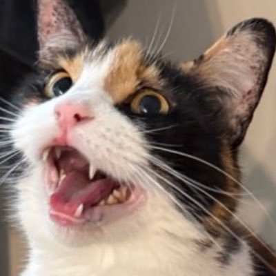 slippy_maxwell's profile picture. It’s all temporary