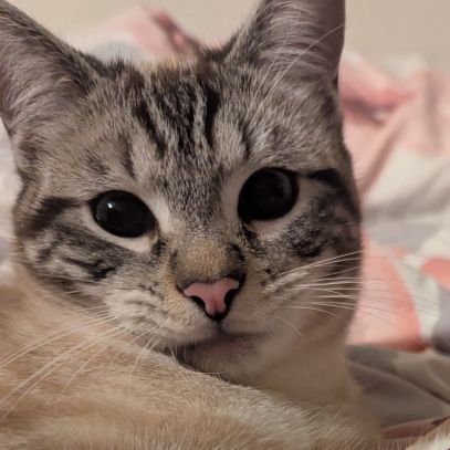 VitOO2K's profile picture. L'aventure de deux chats un peu bêtes mais toujours mignons