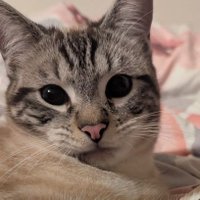 Vito et Cauchy trop mignons (@vitoo2k) 's Twitter Profile