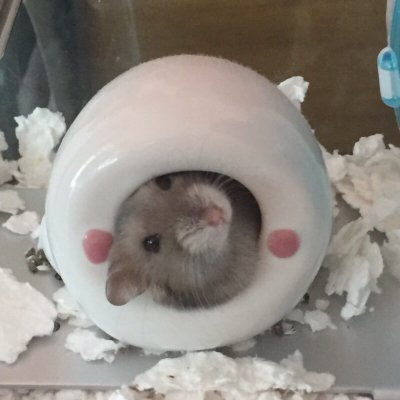 Yuikayuyu's profile picture. 福島県から、長崎県に引っ越しました。懸賞好きです💝