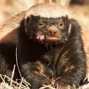 The Honey Badger (@honey__badge) 's Twitter Profile
