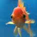 $BLURB the fish (@blurbthefish) Twitter profile photo $BLURB the fish (@blurbthefish) Twitter profile photo