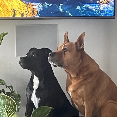 b_beach25's profile picture. Father, husband, Aucklander