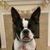 Penny Pie 🌈Stubby & Sugies🌈 (@sargentstubby) Twitter profile photo