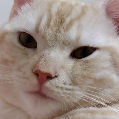 Enju967148's profile picture. @Yuzu12188491908 のへったくそなえちち
(GL┊NSFW┊🔞)