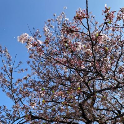 hottokochan's profile picture. 