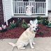 Sammy - a good doggie (@xvermonter61) Twitter profile photo Sammy - a good doggie (@xvermonter61) Twitter profile photo