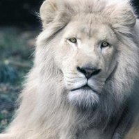 Adnan Sahin (@adnansahin1905) Twitter profile photo