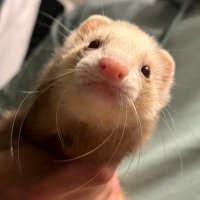 たぬき (@oss_t_n1229) 's Twitter Profile