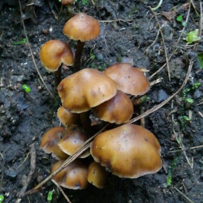 ArrabiChino's profile picture. 