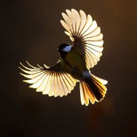 Save Nature🌲🦥🦧🦍 (@purbaprojul) 's Twitter Profile