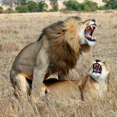 iamretardXBT's profile picture. 