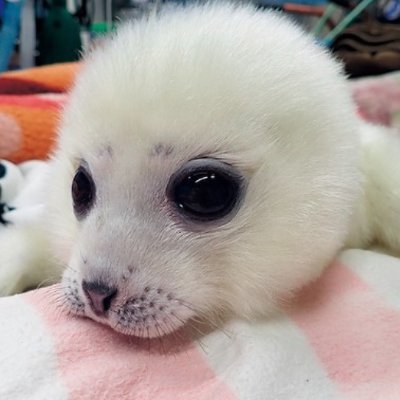 omnipotentfish's profile picture. from nebraska and used to play smash ult competitively