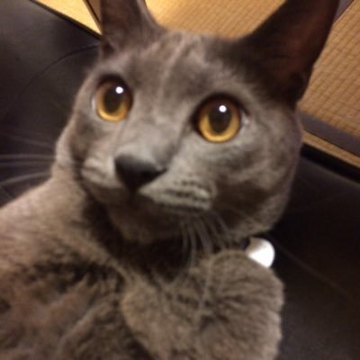 niceosushishop's profile picture. 🦭🧶🍝📚