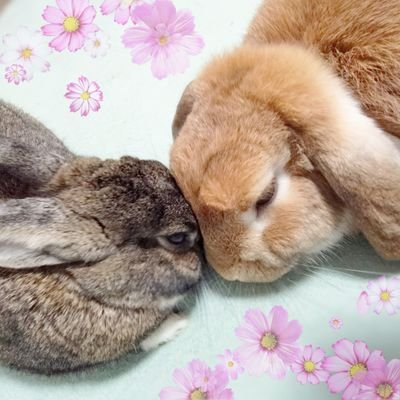 🐰もちむぎ(愛称:むぎ2023.4.22ミニウサギ♀️)🐰もちまる(愛称:まる2023.10.17ロップイヤー♂)里親としてお迎え🌸我儘お姉ちゃんうさぎと元気いっぱい弟うさぎの日常🌱無言フォロー失礼します。うさ飼いさん仲良くしてください🐰💓