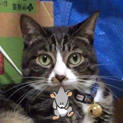 猫田 かめえもんさんのプロフィール画像