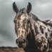 horseg 3 (@603453105l) Twitter profile photo horseg 3 (@603453105l) Twitter profile photo