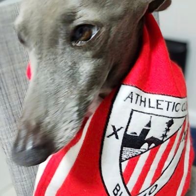 AUPA ATHLETIC - ZU ZARA NAGUSIA/No pasarán!
Adopt a sighthound; best pets ever -handsome, gentle, funny, quirky, affectionate, wicked fast.