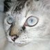 hih (@kitkitthekitty0) Twitter profile photo hih (@kitkitthekitty0) Twitter profile photo