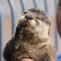Remy (@imtiredtomorrow) 's Twitter Profile