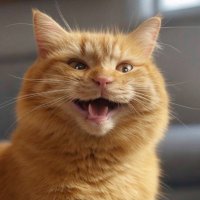 🇺🇸The Cat Mom🇺🇸 (@bringthekibble) 's Twitter Profile
