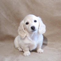 ชอบหมาเตี้ย 🏳️🌈 (@dog_overload) 's Twitter Profile