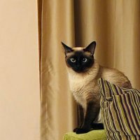 felicita (@hdsn2209) 's Twitter Profile