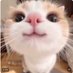 ねこねこ (@lkulqmxtgs31689) Twitter profile photo ねこねこ (@lkulqmxtgs31689) Twitter profile photo