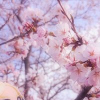 雛桜 (@hinasakura0303_) Twitter profile photo