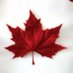 Kross Graham (@canuckleseh) Twitter profile photo Kross Graham (@canuckleseh) Twitter profile photo