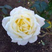 C.Yamakawa (@yamakawa_c) 's Twitter Profile