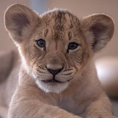 ashedoak's profile picture. The things you own end up owning you.