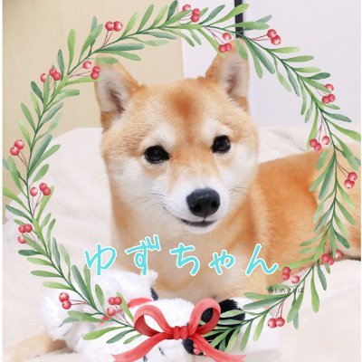ふわふわ赤毛の小豆柴!
宇宙いちアホで可愛いゆずちゃんの日常を毎日更新中!🎁
フォローしてくれたら毎日癒しをお届けします!🐶
TikTokやインスタもぜひ見てください🐕
#豆柴 #ペット #癒し #犬好きさんと繋がりたい #柴犬