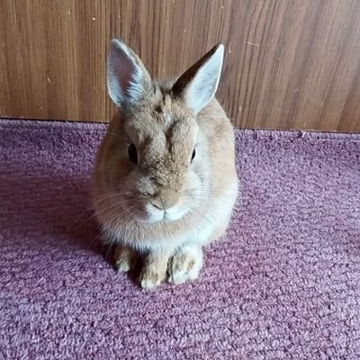 🐤初めまして(о´∀`о)母子家庭で2児の👦🏻🧡👧🏻のママしてますがこの物価高で、何でもかんでもお金持って行かれる世の中😢
節約や懸賞で子供達の為に頑張って働きながら子育て頑張ってます💪🔥
仲良くよろしくお願い致します!!
