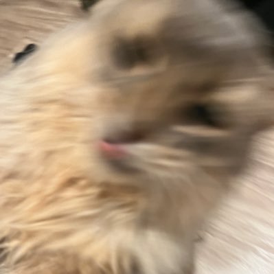 👱♂️👩👶🐈のよにんかぞく。来年の夏くらいには引き渡されたいねという雰囲気で家づくりしてます。当アカウントのポストをnoteやブログで引用することはおやめください。かわいいかわいい猫はソマリちゃん。ほんあか@fog_gy_