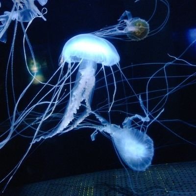 sea.さんのプロフィール画像