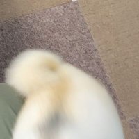 ぞっぴー (@pasterukearai) 's Twitter Profile