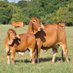 Endikir Osinyai Farm Ltd (@tilosinvestment) Twitter profile photo Endikir Osinyai Farm Ltd (@tilosinvestment) Twitter profile photo