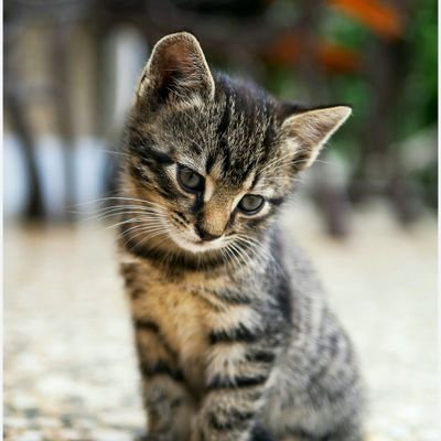 EMax190425's profile picture. Horny todomax