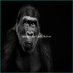 CycloneArcticshxlive (@cyclonea61456) Twitter profile photo CycloneArcticshxlive (@cyclonea61456) Twitter profile photo