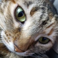 FFW (@ffwfps) 's Twitter Profile
