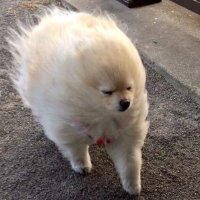 ▼•뭉•.▼ (상태:병약) (@chuwoonging) 's Twitter Profile Photo