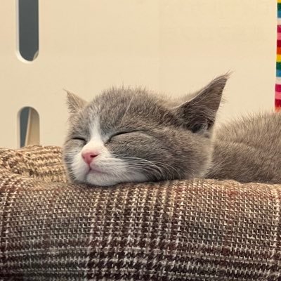 yuunatubimyou1's profile picture. 20↑ 🚹 新しい人たちと繋がりたくてこのアカウントを始めました！同年代や大学生の人友達になってほしい🙏少数派の方だとなお嬉しい！✨たくさん絡めると最高！バロ、エペ、マイクラ、モンハンetc