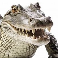 N.P. (@nexxpexx) 's Twitter Profile Photo